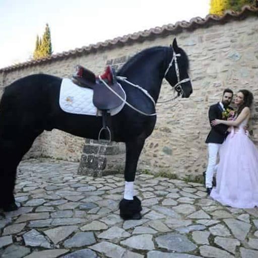 ANGELOS PANAGI WEDDING CARRIAGES